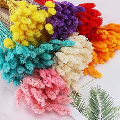 China Festival Natural Amazon Gem Jewelweed Natural Hot Selling Decorative Dried Preserved Flowers Real As Home Decor for sale