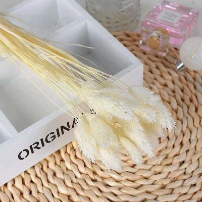 China Amazon Wedding Decoration New Arrive Natural Flowers Jewel Dry White Grass For Wedding Decoration for sale