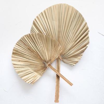 China Fan The Wedding Wholesale Dried Palm Leaves Home Decoration Outdoor Indoor Decorative Flowers For Flower Arrangement for sale