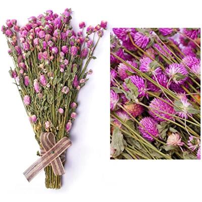 China Wedding Celebration Wholesale Dried Natural Flowers White Pink Globe Amaranth Dry Flower Bundles for Home Decor Party for sale