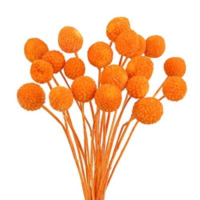 China Natural Touch Natural Dried Flowers Bouquet Dried Craspedia Billy Balls for Floral Arrangements Wedding Table Centerpiece Flower Christmas for sale