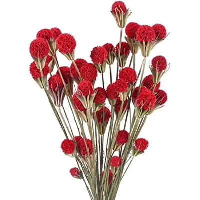 China Natural Touch Wholesale Red Dried Artificial Flowers Natural Craspedia Billy Balls for Boho Home Decor Wedding Centerpiece Flower Christmas for sale