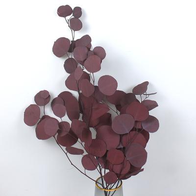 China Natural Touch Real Dried Flowers Eucalyptus Leaves Stems Preserved Eucalyptus Branches Silver Dollar Eucalyptus for Vase Floral Arrangements for sale