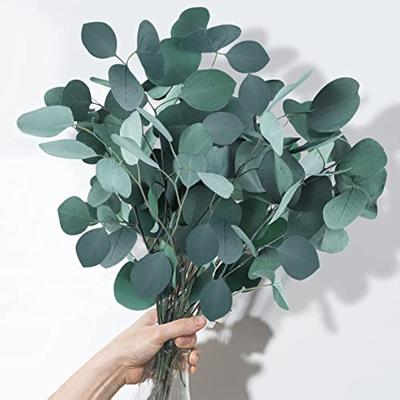 China Natural Touch Preserved Dried Eucalyptus Stems Silver Dollar Leaves Branches for Vase Floral Arrangements Wreath Wedding Centerpiece for sale