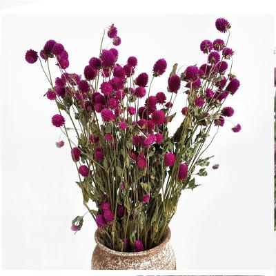 China Wedding Celebration Wholesale Naturally Dried Flower White Globe Amaranth Dry Flower Bundles for Home Decor Party Wedding Floral Arrangement for sale