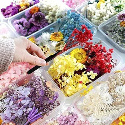 China Dried Flowers Multiple Natural Pressed Flowers Dried Flower Dry Plants for Aromatherapy Candle Craft Resin Jewelry Making Art Craft DIY Soap Candle Scrapbooking for sale