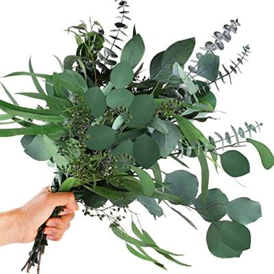 China Natural Touch Preserved Dried Eucalyptus Stems Silver Dollar Leaves Branches for Vase Floral Arrangements Wreath Wedding Centerpiece for sale