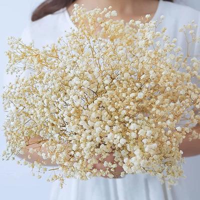 China 100% Natural Made Wholesale 17.2 inch 2000+ Ivory White Flowers Dried Flowers Babys Breath Bouquet Natural Gypsophila Branches for Vase for sale