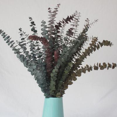 China Home Improvement Holiday Gift Giving Factory direct sales Eucalyptus round leaves for sale