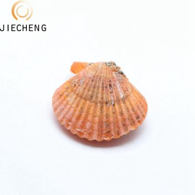 China Jewelry Making Hot Selling Natural Cultured Freshwater Love Wish 6-8mm Almost Round Dyed Pearl Oysters Bulk In Oyster Shell For DIY Jewelry for sale