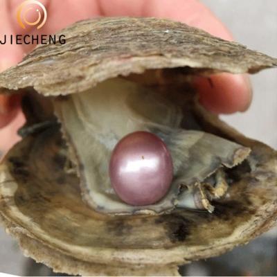 China Jewelry making most popular farm wholesale freshwater pearl oyster with akoya oyster for sale