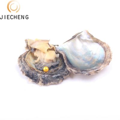 China Jewelry Making Wholesale Saltwater Akoya Round Pearl Oyster With Pearl Shell for sale