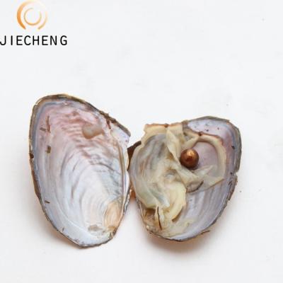 China Jewelry Making Party Surprise Gift 6-7mm Cultured Live Oyster Farming Fresh Water Mussel Sale Oval Pearl Oyster Shells for sale