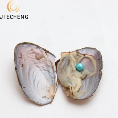 China Jewelry Making Pearl Factory Wholesale Series 6-8mm Freshwater Cultured Dyed Pearl Shell Oyster Best Price Individually Packed for sale