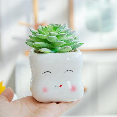 China Mini Marshmallow Porcelain Plants Expression Style Plant Succulent Flower Pot American Cute Office Ceramic Mug Cup for sale