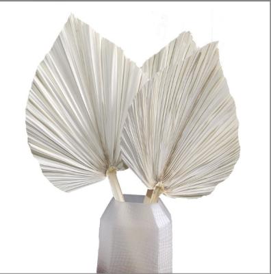 China Any combination High Quality Natural Color Dried Flower Big Palm Leaves Fan Leaf Bleached For Wedding Flower Arranging Decoration for sale