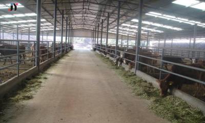 China Member Steel Column Easy Installation Light Steel Structure Cow Shed for 50m2 Dairy Farm for sale