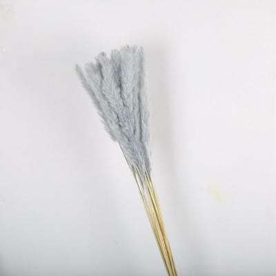 China 2022 Hot Selling Amazon Reeds Dried Flower Small Dried Flower Reeds Pampas Grass Dried Flower Bouquets Decorations for sale