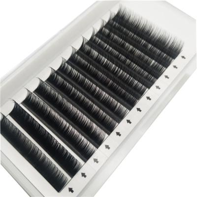 China Natural Easy Fan Mega Volume Lash Mega Camellia Eyelash Extensions for sale