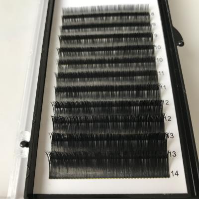 China Natural clean brand volume whips Matte Flat Lash Extension Natural Jet Black Matte Ellipse Flat than soft whips for sale