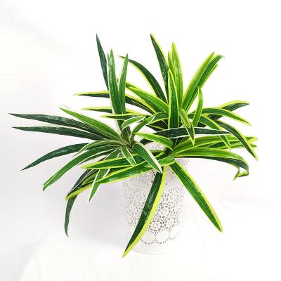 China YIWAN Artificial Flowers Wholesale Fake Elm Leaves Plants Wall Hanging Artificial Flowers Chlorophytum Green Plants Simulation Potted Flower Living Room Decor A Group for sale