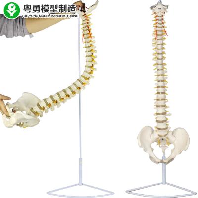 China Medical Spinal Column Model Anatomical Pelvis European Shape White Color for sale