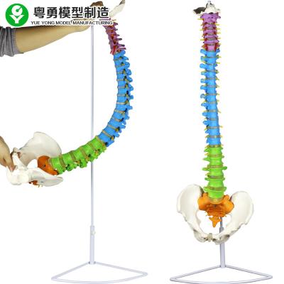 China Spine Pelvis Color Zone Medical Spine Model Column Anatomical 3.5 Kg for sale