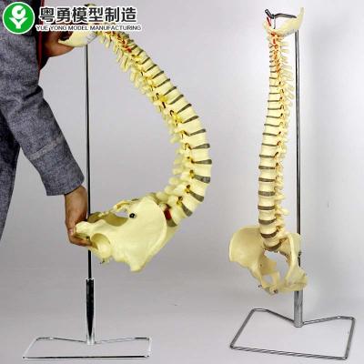 China Life Size Vertebral Column Model With Pelvis / Plastic Spine Model Skeletal for sale