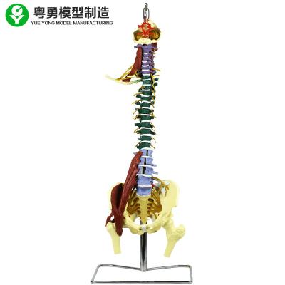 China Human Vertebral Plastic Spine Model With Skeletal Pelvic Lumbar Muscle for sale