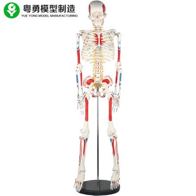 China Adult Human Body Skeleton Model / Human Muscle And Skeleton Anatomy Model for sale