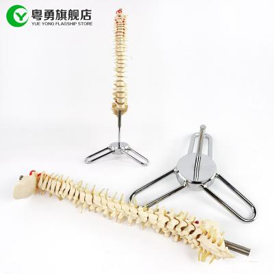 China Medium Sized Spine Skeleton Model  / Spine Anatomy Model 10X38X10CM Size for sale