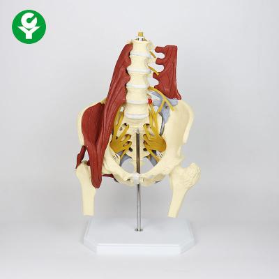 China Lumbar Spine Skeleton Model / Educational Muscels Pelvic Spine Bone Model for sale