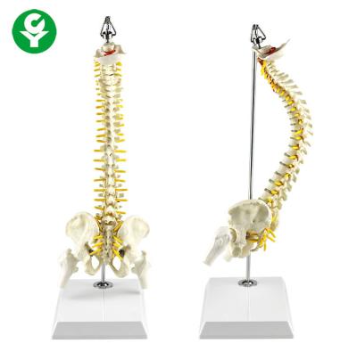 China 40CM Suspended Spine Skeleton Model Cord Nerve Roots Vertebra Artery Included for sale