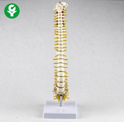 China Medium Sized Human Spine Model / Vertebral Base Plastic Spine Model for sale