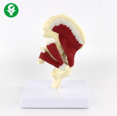 China Human Hip Joint Model With Muscles  Teaching 18*15*22cm High Accuracy for sale