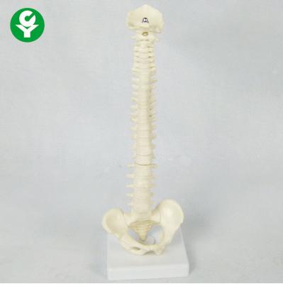 China Human Vertebral Column Model 23CM Mini Skeletal Advanced PVC Material for sale