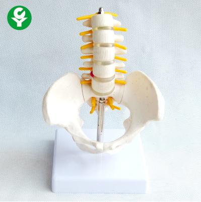 China Coccygeal Spine Skeleton Model / Human Skeletal Model With Pelvis Medium Sized for sale