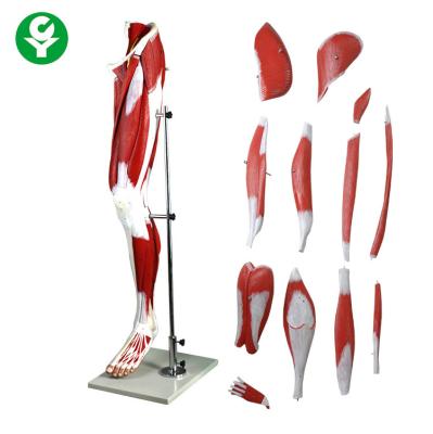 China Plastic Anatomical Muscle Model Of Human Leg Muscles 70X30X32 Cm Single Package for sale