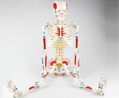 China Adult Human Muscle And Skeleton Anatomy Model for sale