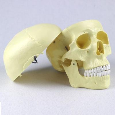 China Head Anatomy Skull Model Plastic High Precision for sale