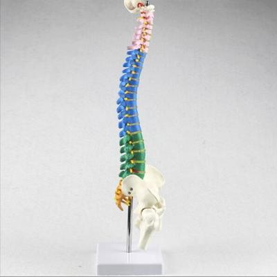 China 40cm Spine Colored Pelvic Vertebral Column Model 1.0 Kg for sale