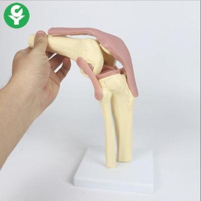 China Life Size Knee Joint Model Ligament Functional 12 X 33 X 12 for sale