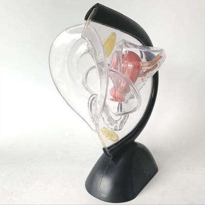 China Transparent Female Anatomical Model Visceral Uterus Teaching for sale