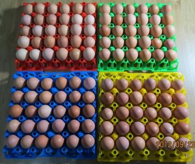 China 30 holes Plastic egg tray/ plastic mould product for sale