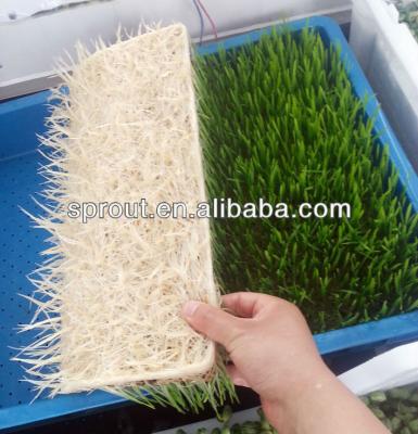 China Livestock sunflower sprouts/alfalfa grass multifunctional machine for sale