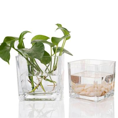 China Eco-friendly Square Clear Glass Vase Plant Flower Container Hydroponic Flower Vases for sale