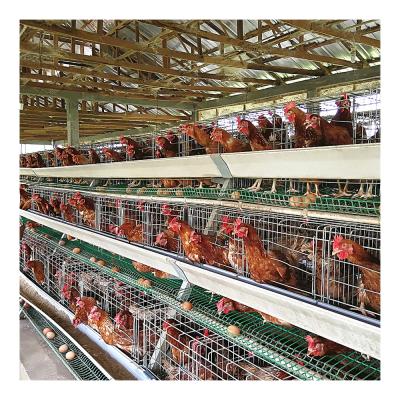 China Full automatic cheap price poultry farm chicken layer high quality cage for 10000chicken for sale