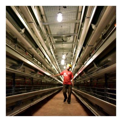 China High quality chicken farm INNAER H type automatic chicken cages for chicken farm 30000 for sale