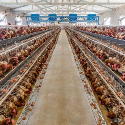 China Farms China Wholesale Custom Chicken Farm Poultry Equipment For Sale for sale