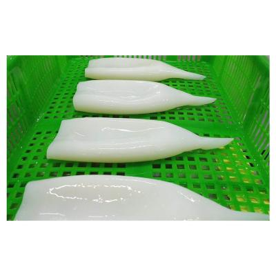 China IQF squid nutritious fresh frozen clean tube for sale for sale